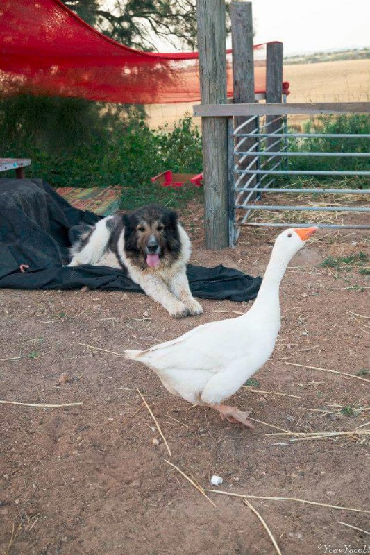 12278908_1620816044846007_7969242078481518958_n 12278908_1620816044846007_7969242078481518958_n