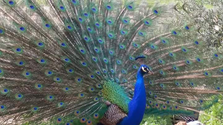 13006553_1670716063189338_3359878730948402644_n 13006553_1670716063189338_3359878730948402644_n