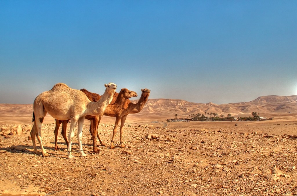 הכפר-מרחוק-9